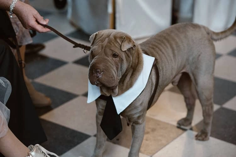 Hund mit weißem Kragen im Trausaal.