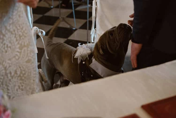 Hund wartet neben dem Brautpaar im Trauzimmer.