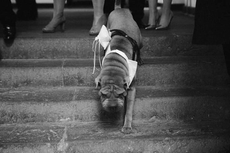 Hund steigt eine Treppe hinunter, in Schwarz-Weiß.
