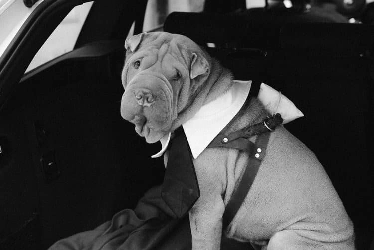 Hund mit weißem Kragen im Auto, in Schwarz-Weiß.