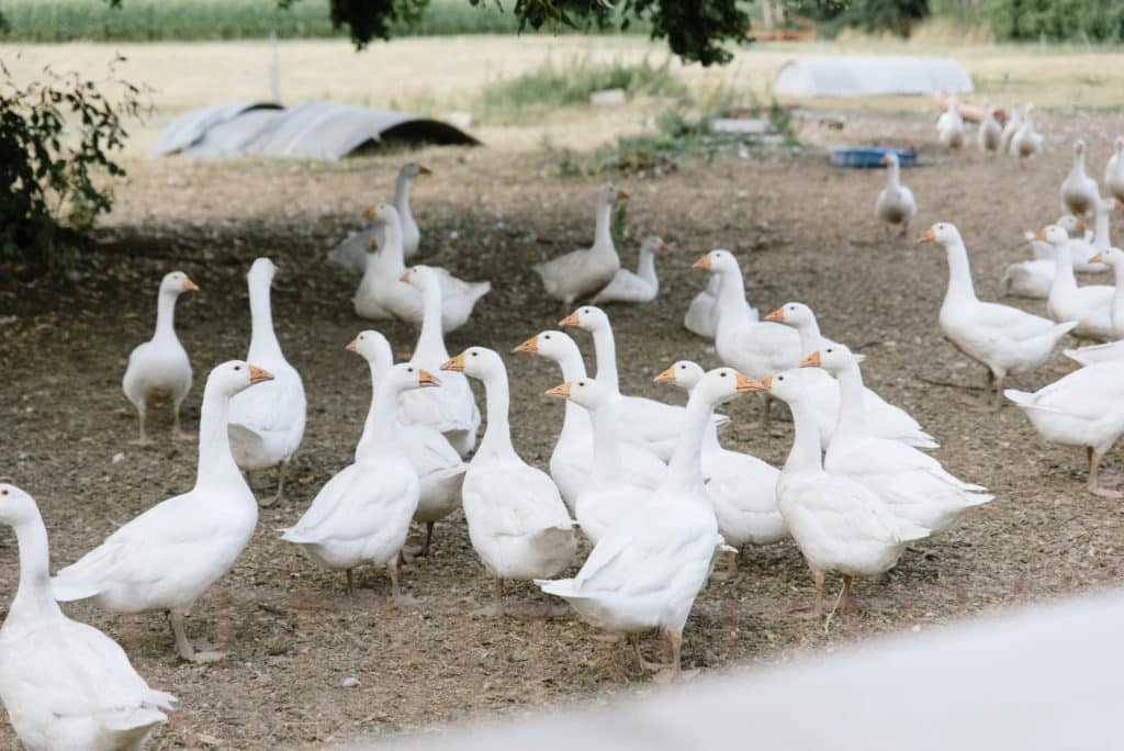 Weiße Gänse laufen über das Gelände des Bauernhofs.