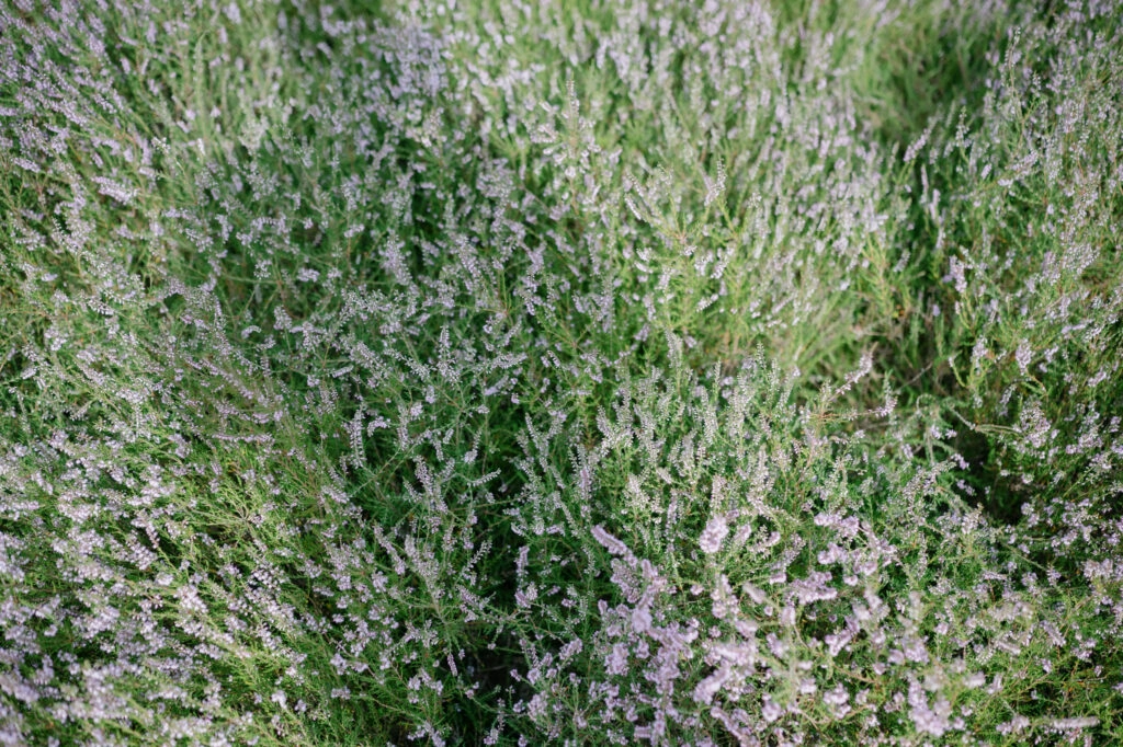 Nahaufnahme violett blühender Heide.