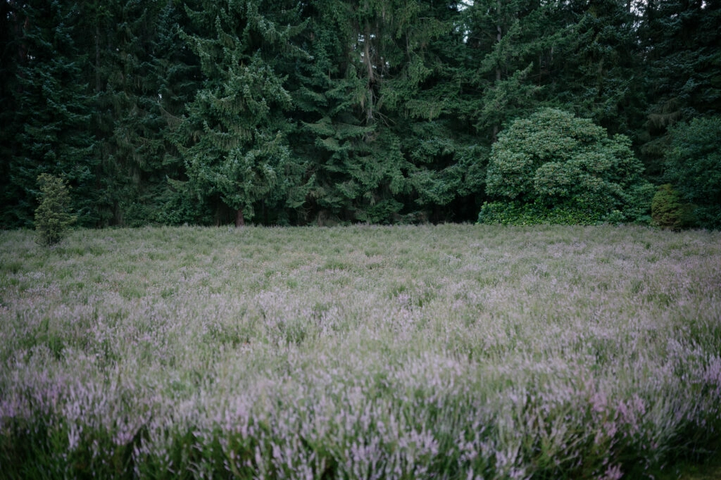 Violett blühende Heide vor einem dunklen Wald.