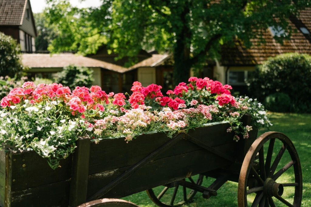 Holzwagen mit üppig blühenden rosa Blumen.