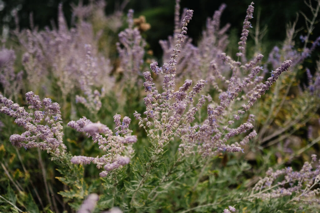 Violett blühende Pflanzen im Garten.