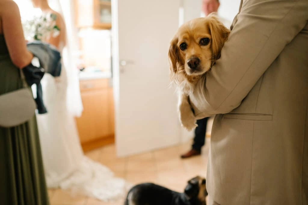 Kleiner Hund auf dem Arm eines Hochzeitsgasts.
