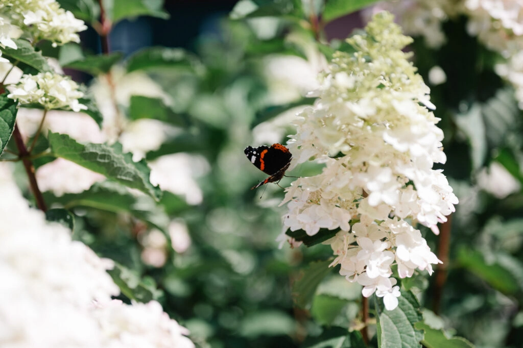 Schmetterling auf einer weißen Hortensienblüte.