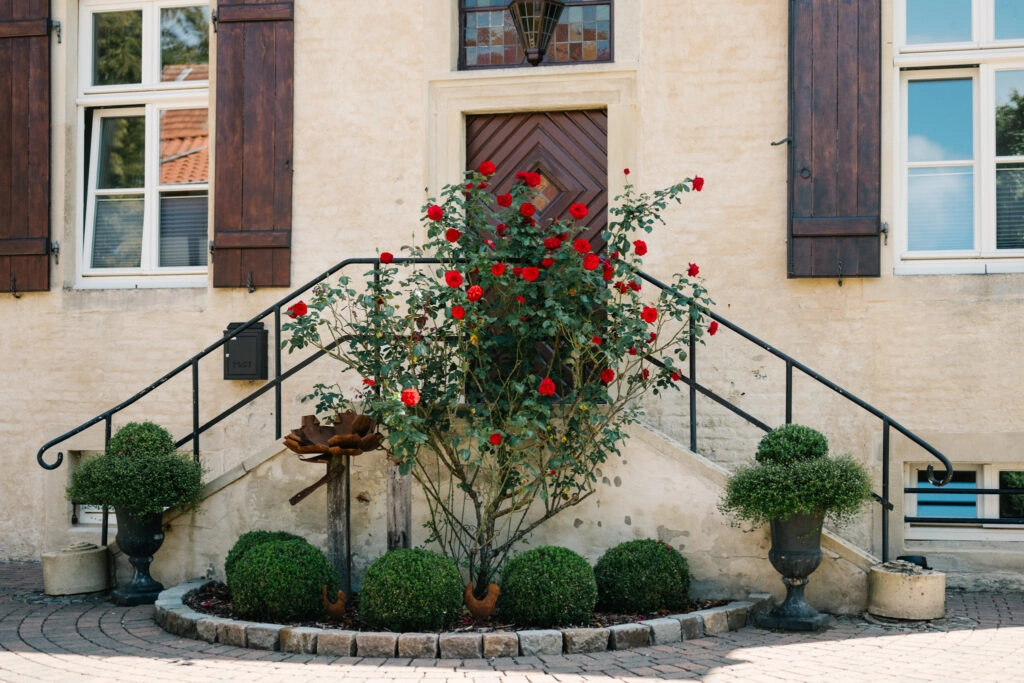 Eingang mit rotem Rosenstrauch und kleiner Treppe.